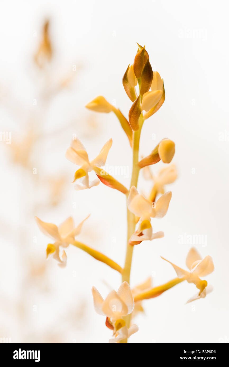 Macro close-up of Jewel Orchid (Ludisia discolor) with selective focus Stock Photo