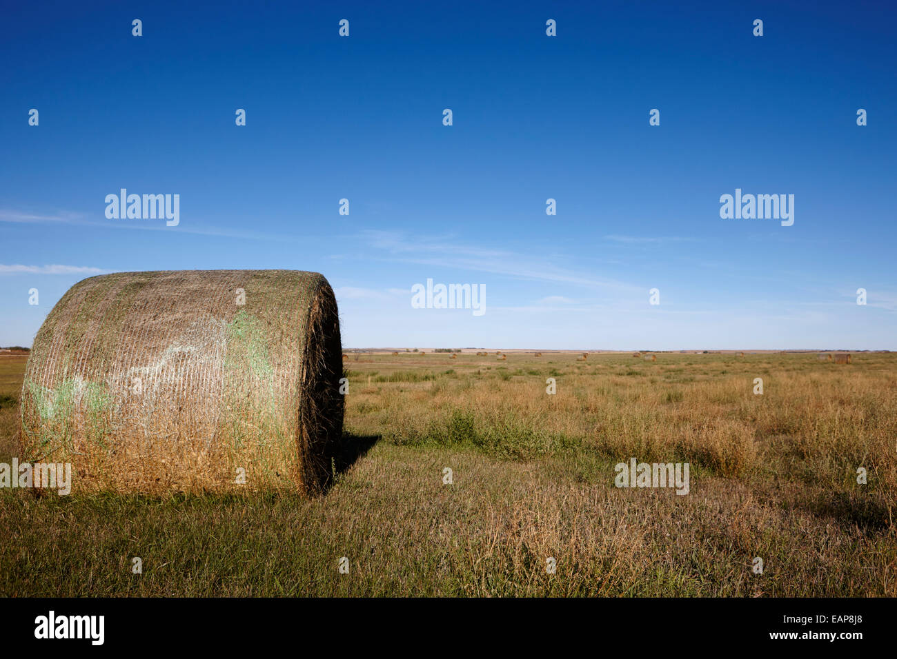 rolled hay bales in rural prairie grassland open fields bengough Saskatchewan Canada Stock Photo