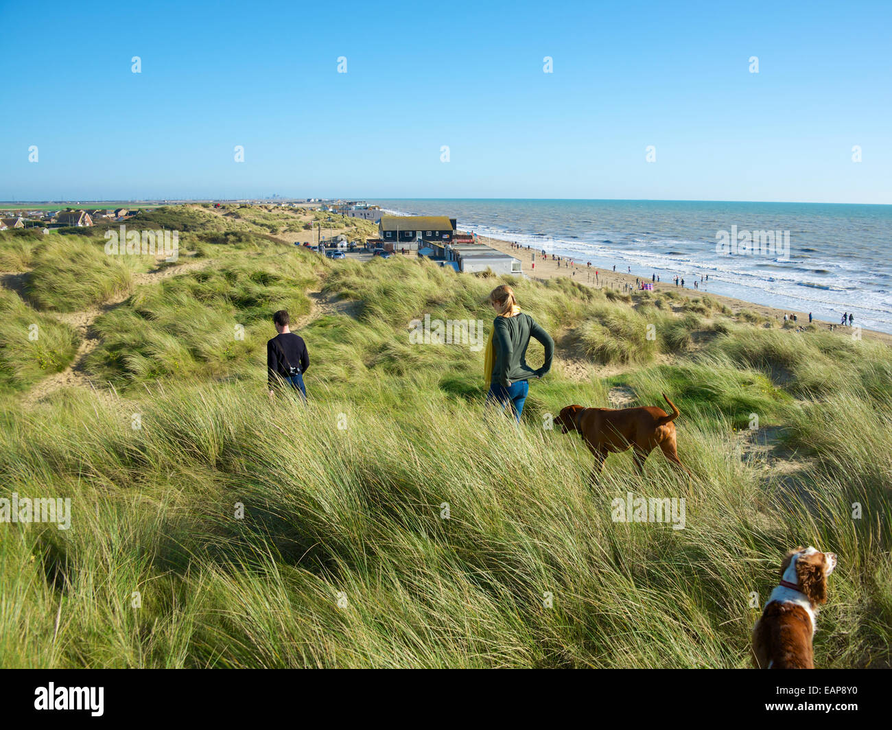 A couple walk their dogs on the sand dunes at Camber Sands, Romney
