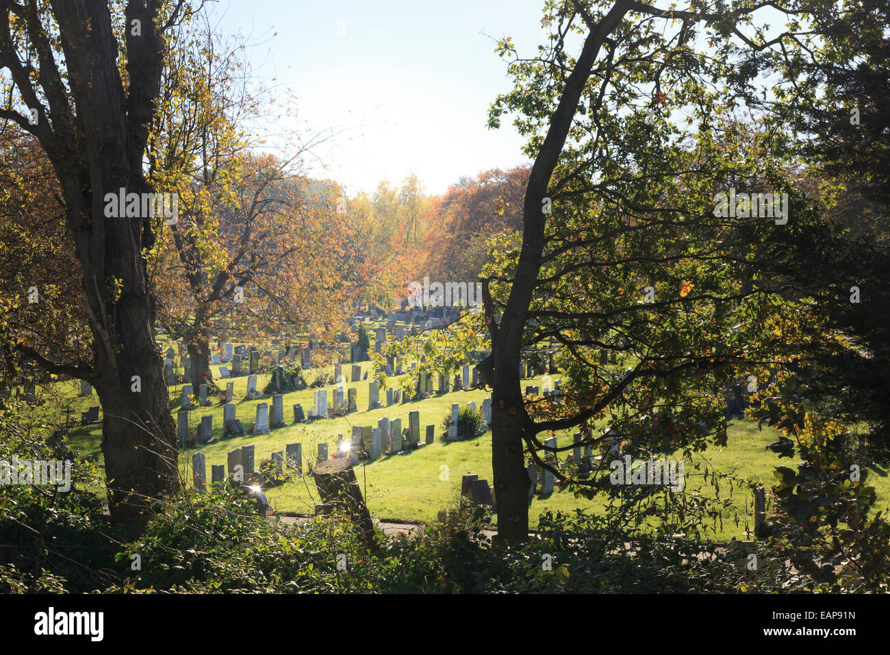 Neat rows of gravestones in a cemetery through trees Stock Photo Alamy