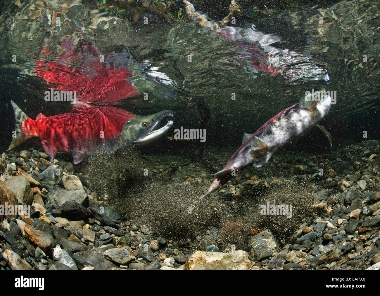 Male and female sockeye salmon hi-res stock photography and images