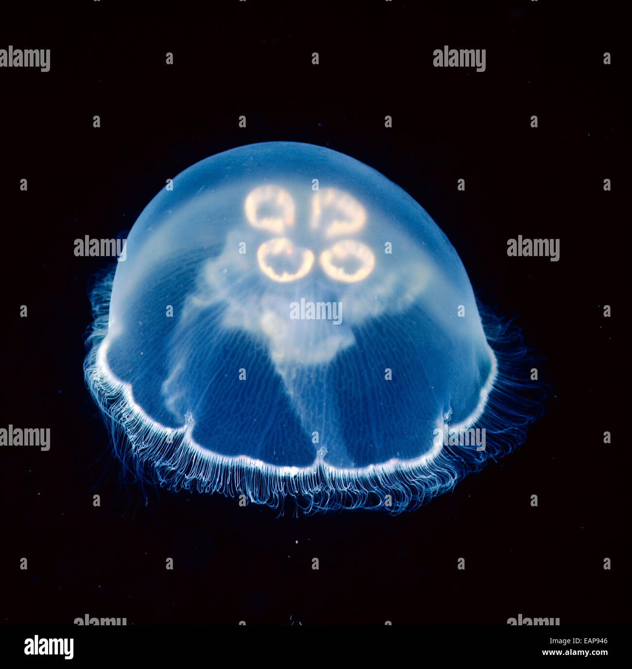 Underwater View Of A Moon Jellyfish, British Columbia, Canada Stock Photo