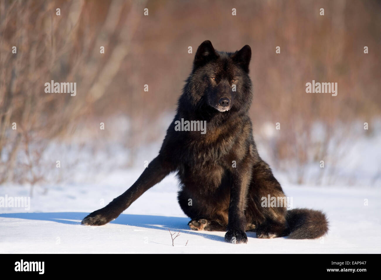 Archipelago Wolf In Black Color Phase On Snow Field Southeast Alaska ...