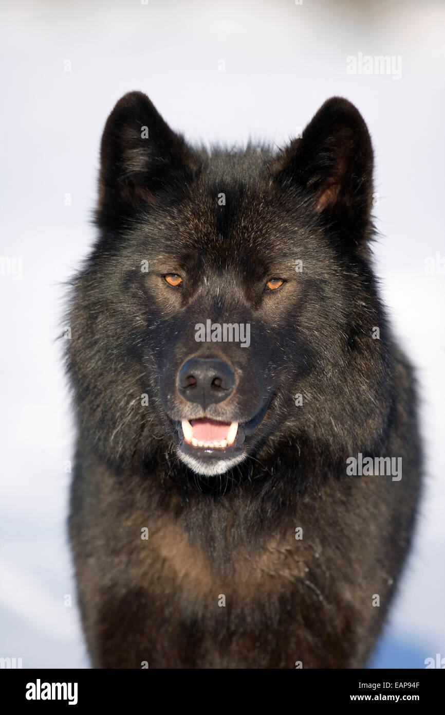 Close-Up Archipelago Wolf In Black Color Phase Standing On Snow Field ...