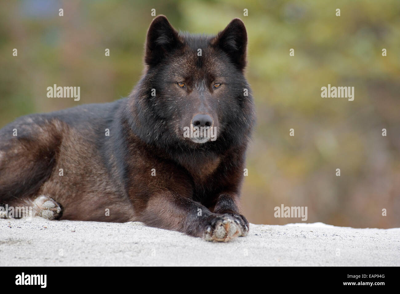 Archipelago Wolf In Black Color Phase Laying On Snow Field Southeast ...