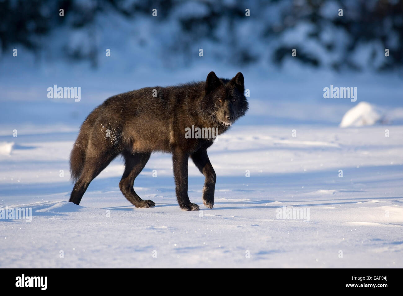 Archipelago Wolf In Black Color Phase Standing In Snow Tongass National ...