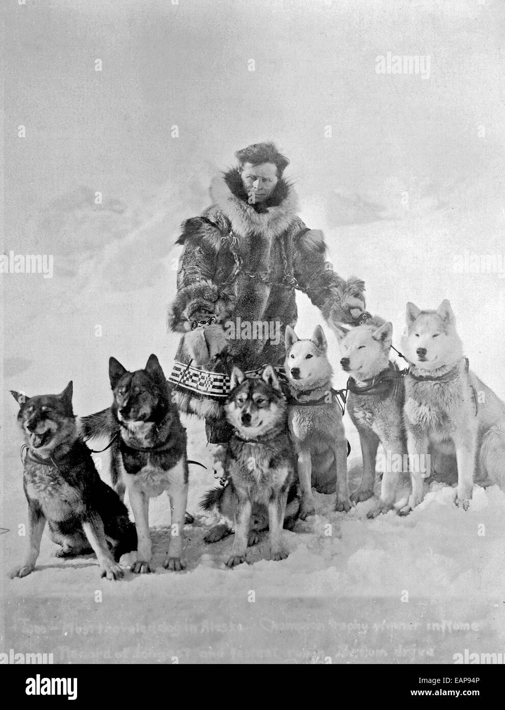 Seppala Stands With Togo Lead Dog From Serum Run Ak/N Stock Photo Alamy