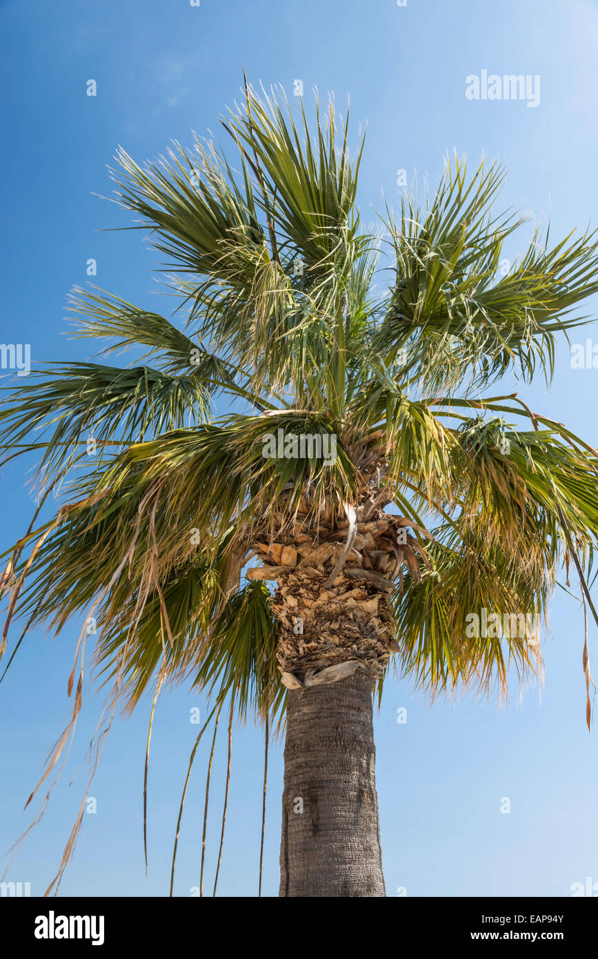 Washingtonia Filifera palm tree also known as California Fan palm. Stock Photo