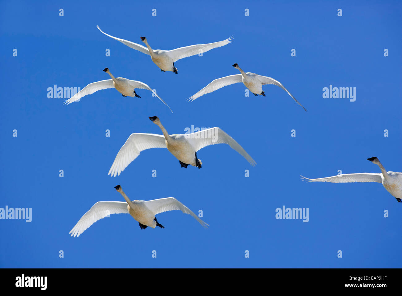 Flock Of Trumpeter Swans In Flight Over Marsh Lake, Yukon Territory