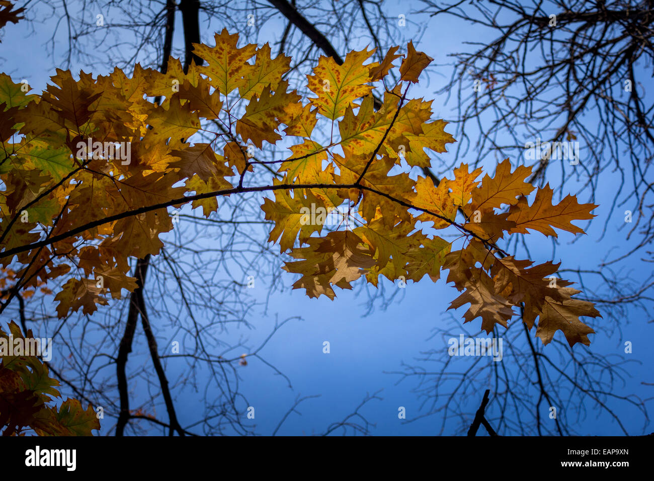 Autumn leaves against a backdrop of sparkling blue sky Stock Photo - Alamy