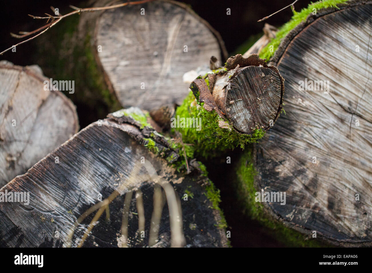 Moss overgrown sawed tree trunk Stock Photo