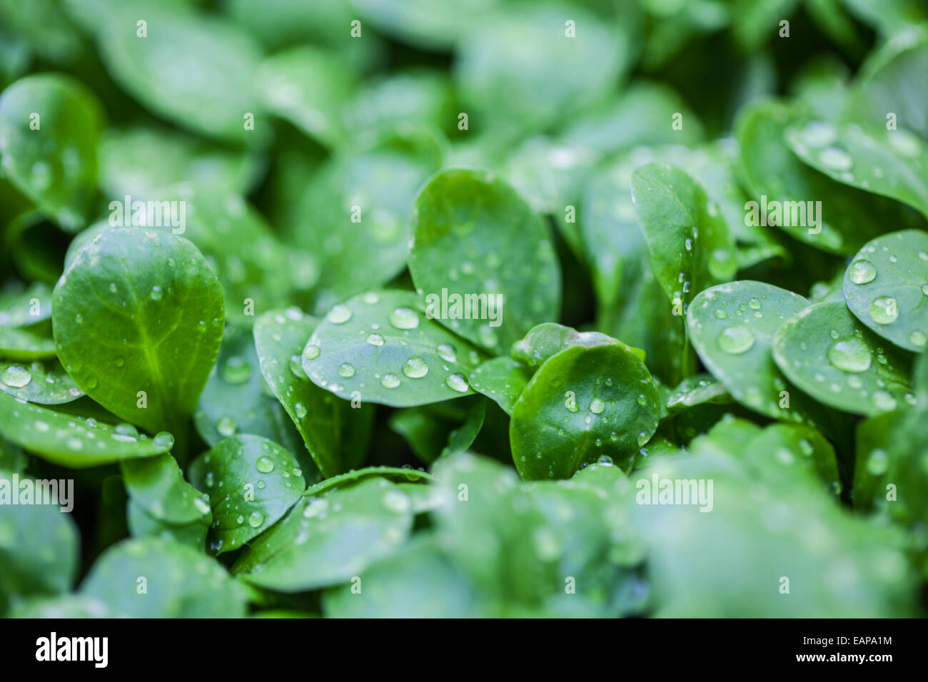 Dew-drop on lamb's lettuce Stock Photo