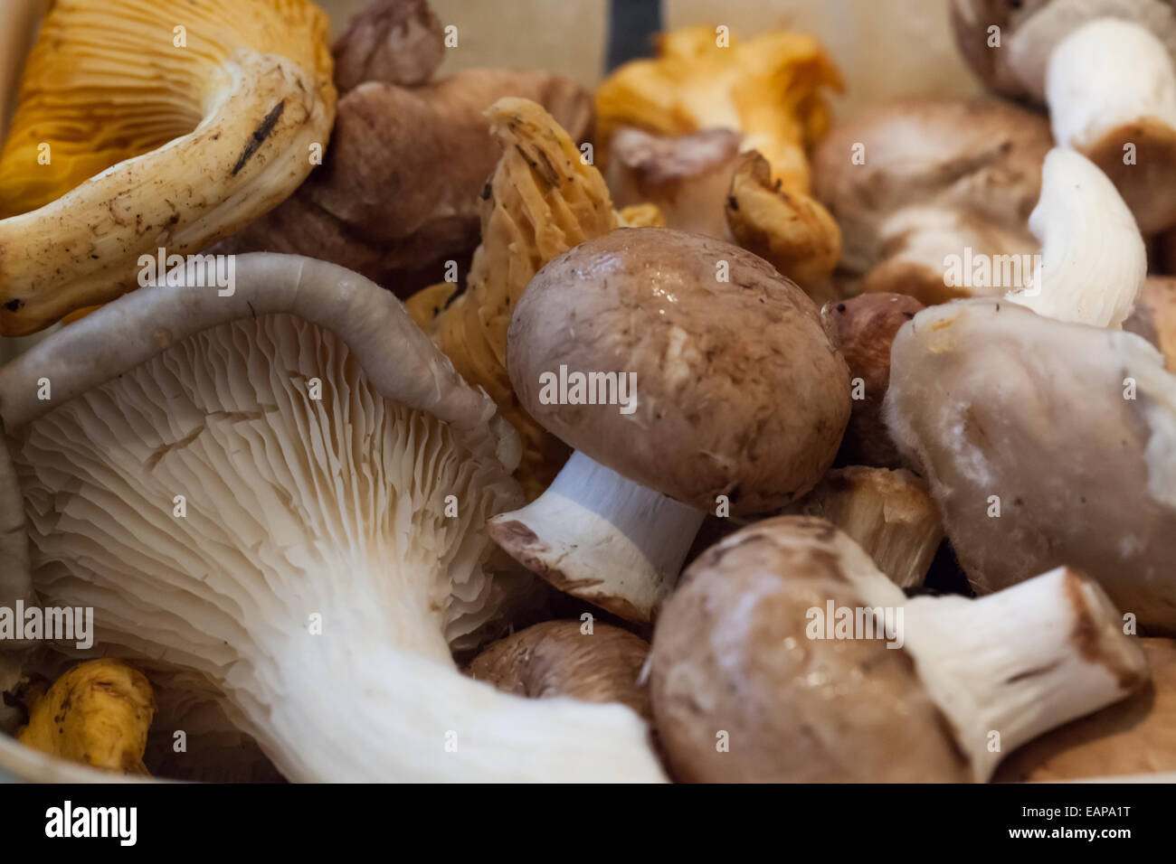 Freshly picked mushrooms Stock Photo