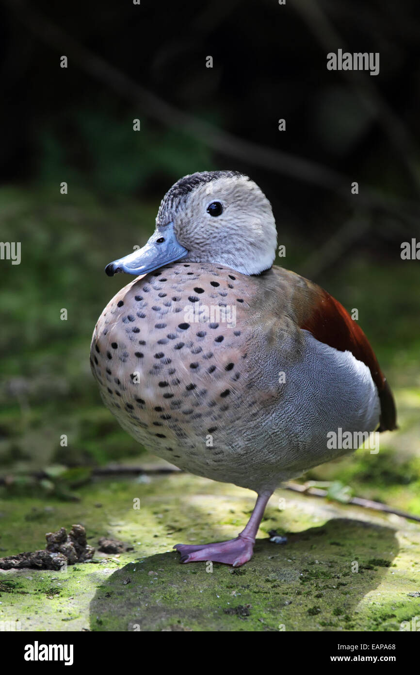 Ringed Teal (Callonetta leucophrys) sitting on a rock. Stock Photo