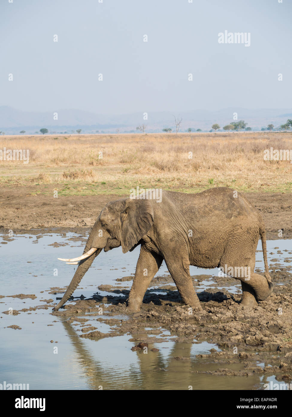 Vertical photo of an adult male elephant with canines drinking water on the savanna in a national park in Tanzania, Africa. Stock Photo