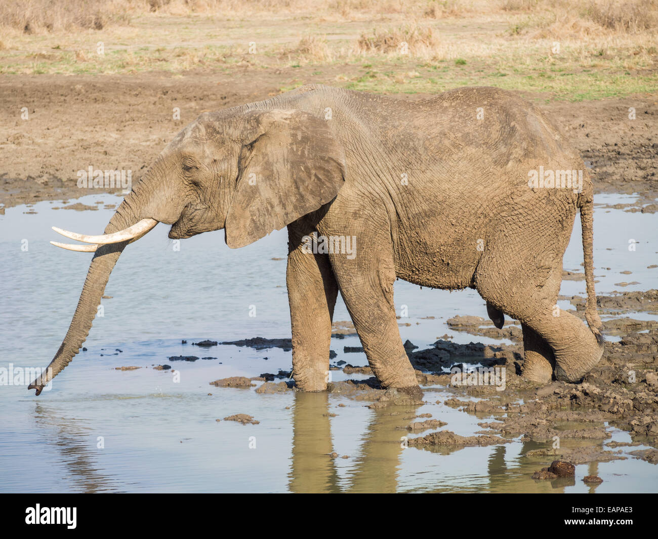 Horizontal photo of an adult male elephant with canines drinking water on the savanna in a national park in Tanzania, Africa. Stock Photo