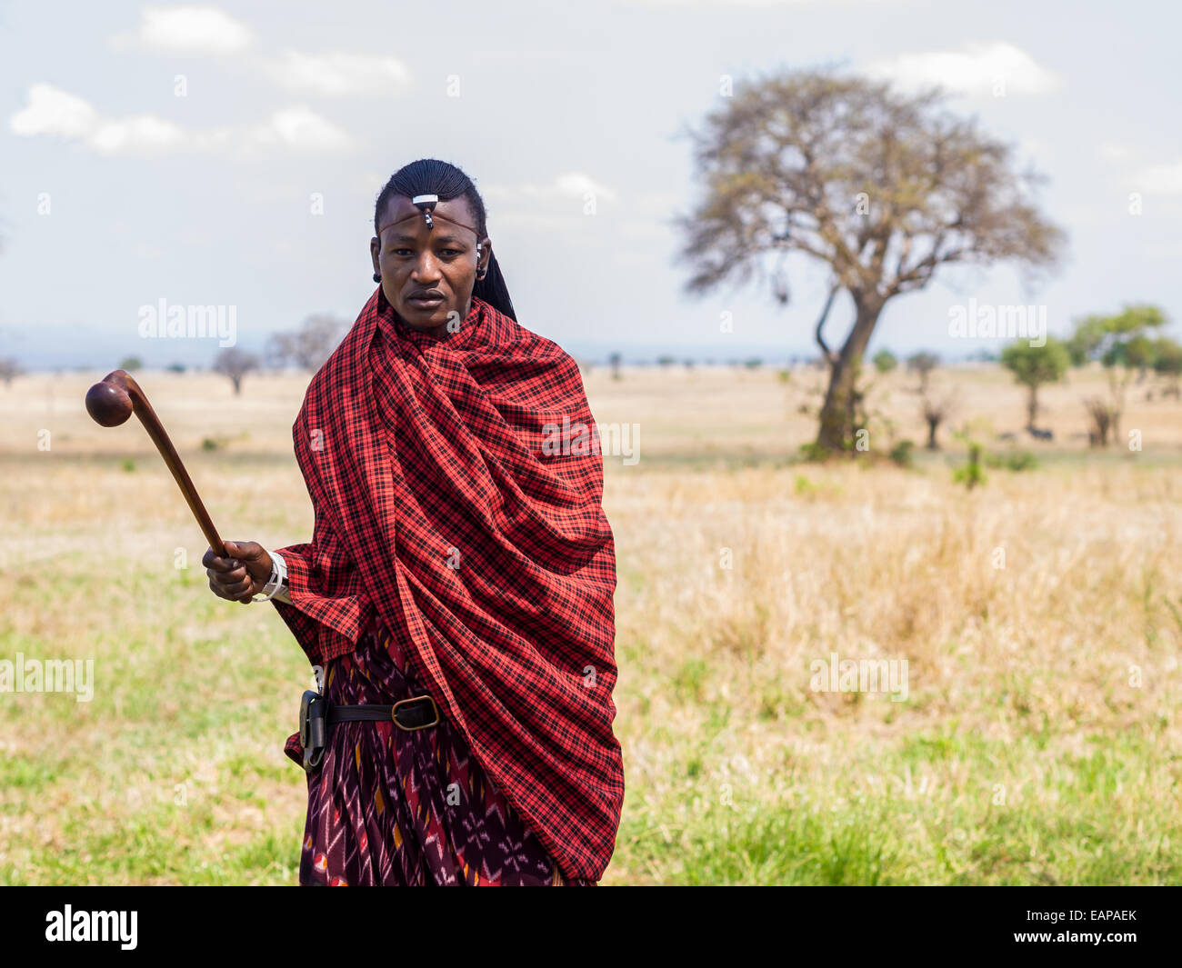 Maasai warrior dressed in traditional red clothes with rungu weapon in ...