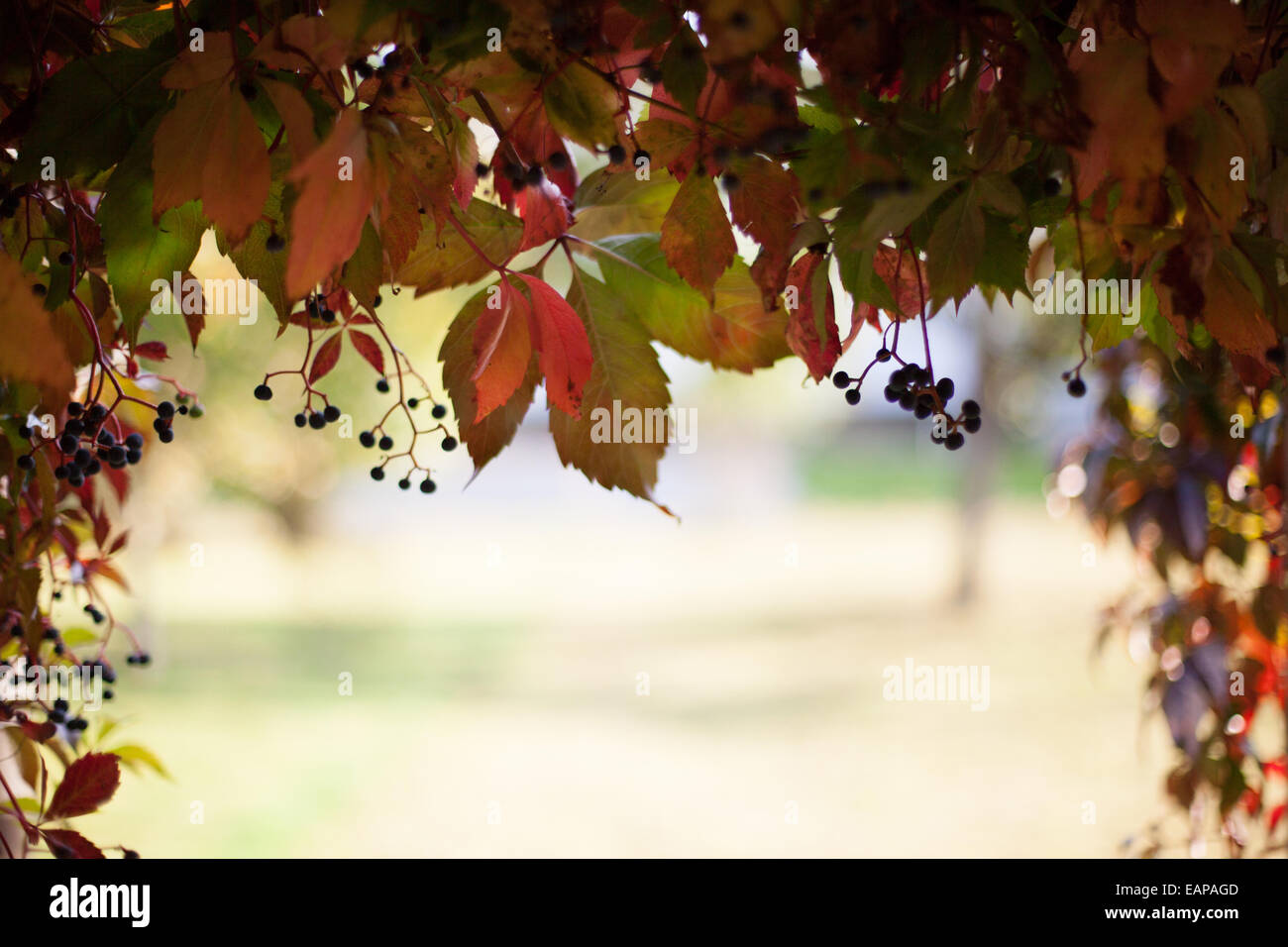 Arc of grape leaves Stock Photo