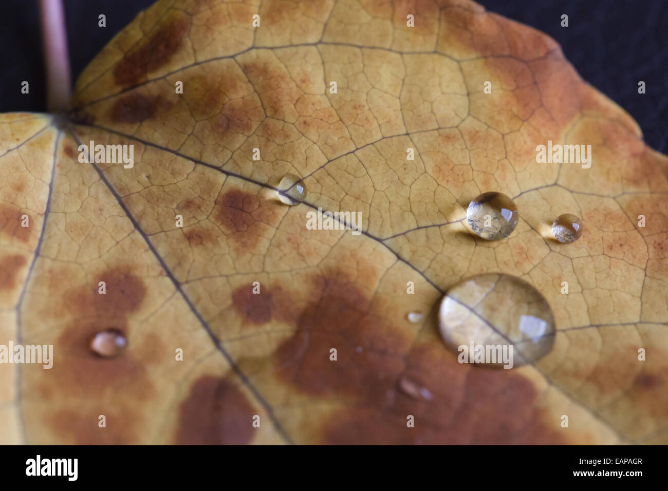 Dew drops on a golden leaf Stock Photo