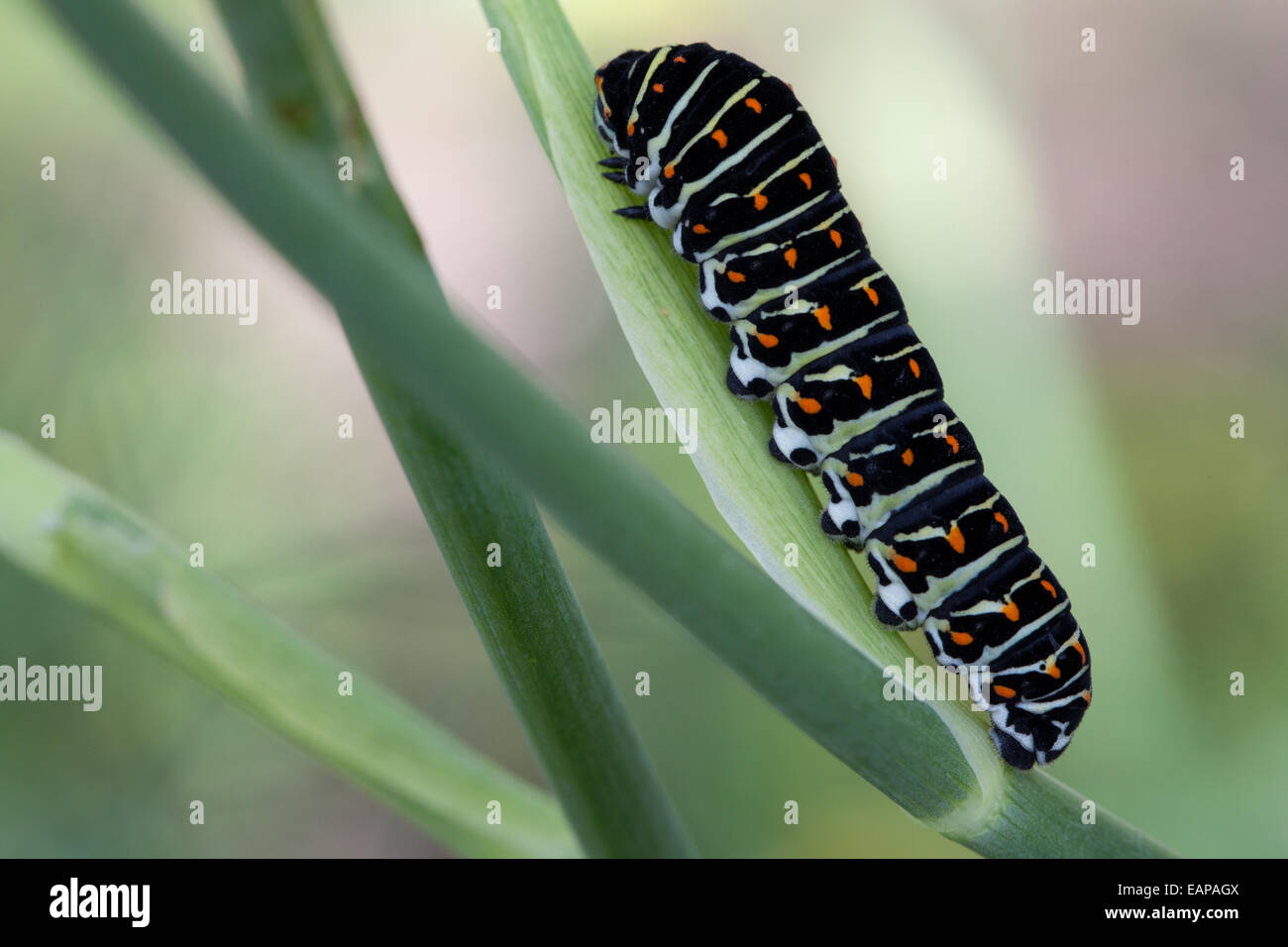 Climbing caterpillar in the garden Stock Photo