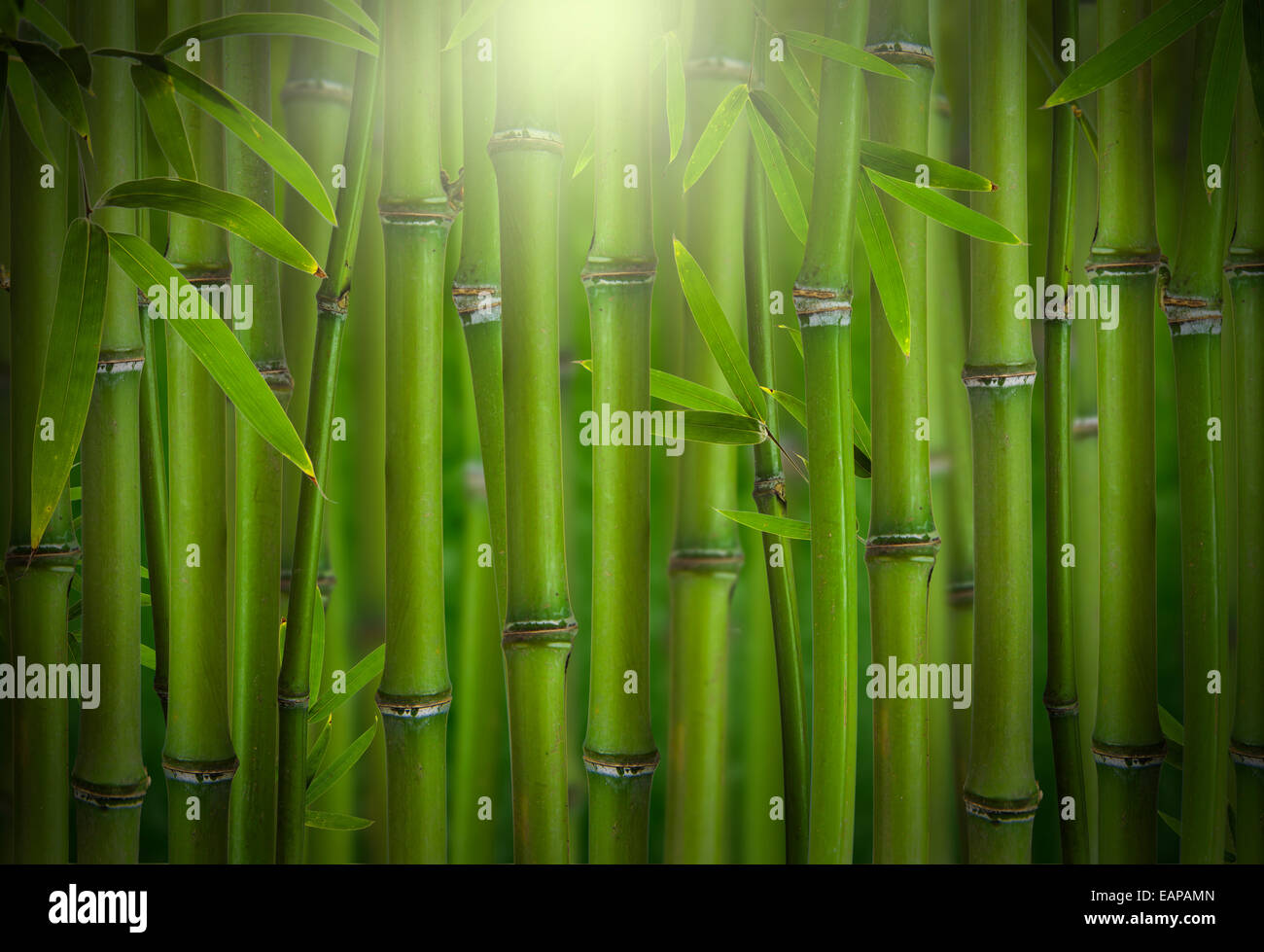 Bamboo sprouts hires stock photography and images Alamy