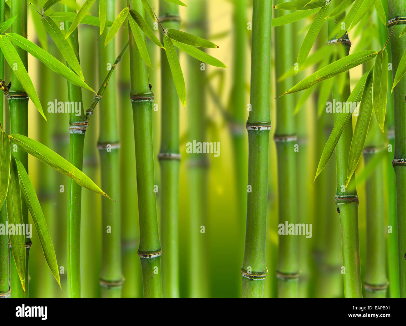Bamboo sprouts forest Stock Photo Alamy