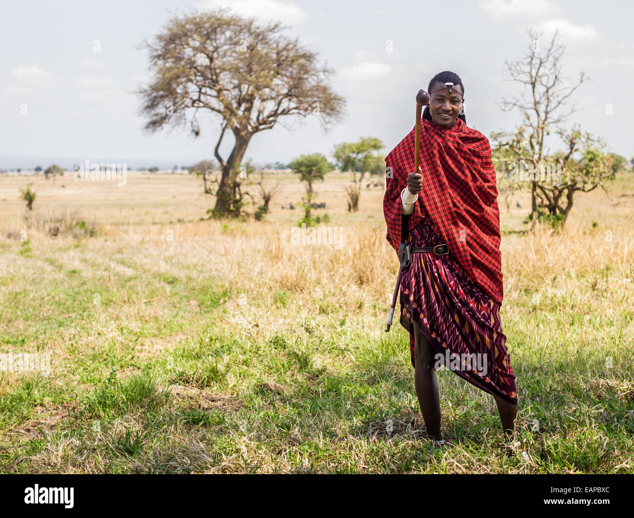 Maasai warrior dressed in traditional red clothes with rungu weapon in his hand, Mikumi National Park, Tanzania, East Africa. Stock Photo