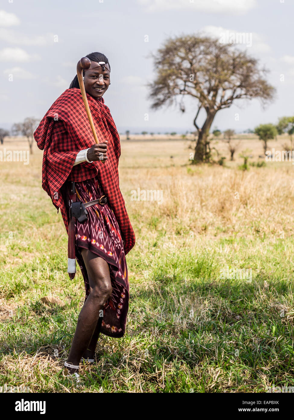 Maasai warrior dressed in traditional red clothes with rungu weapon in his hand, Mikumi National Park, Tanzania, East Africa. Stock Photo