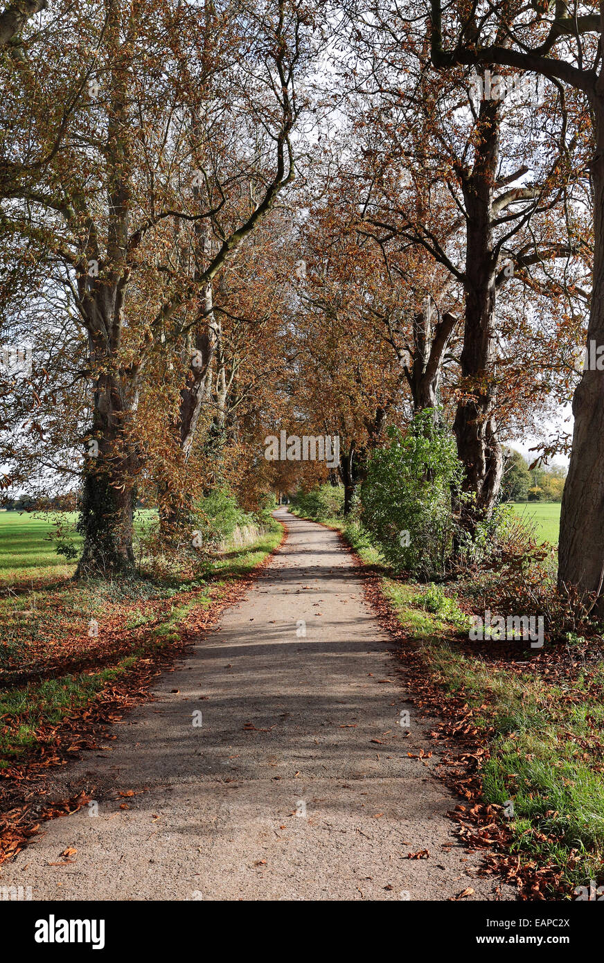 Autumn scene along a quiet lane in rural England between an avenue of Horse Chestnut trees Stock Photo