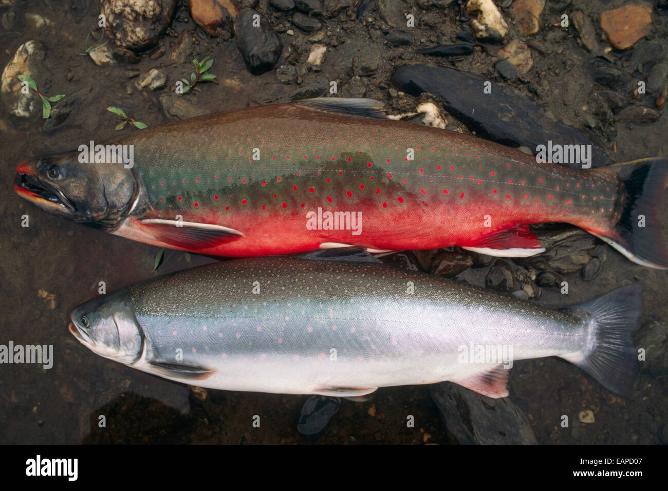 comparison shot of dolly
