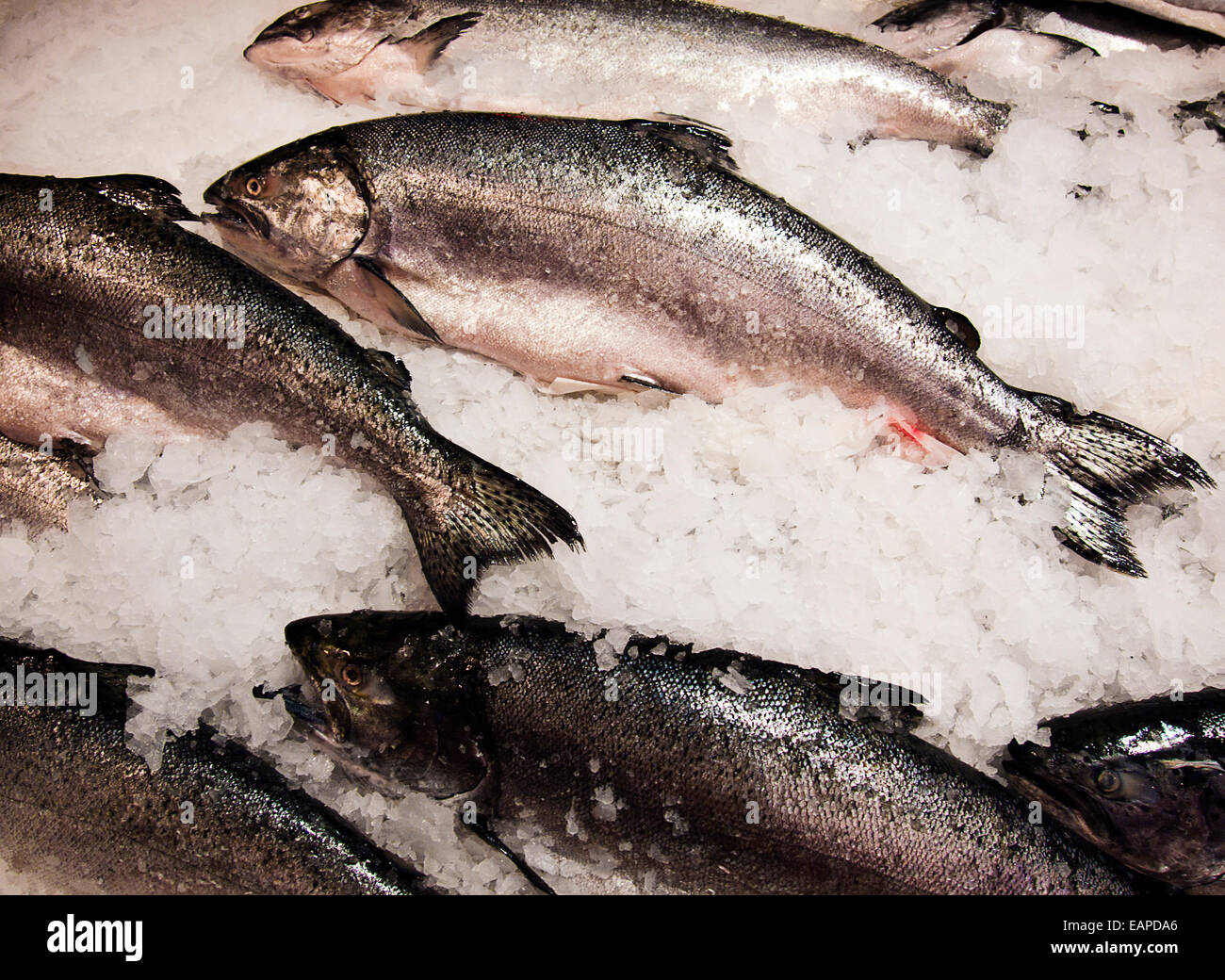 Salmon On Ice Stock Photo Alamy