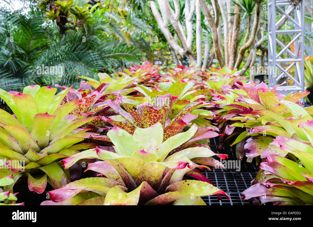 Planting the Bromeliad ( Aechmea Fasciata ) with multicolored leaves in Thailand Stock Photo