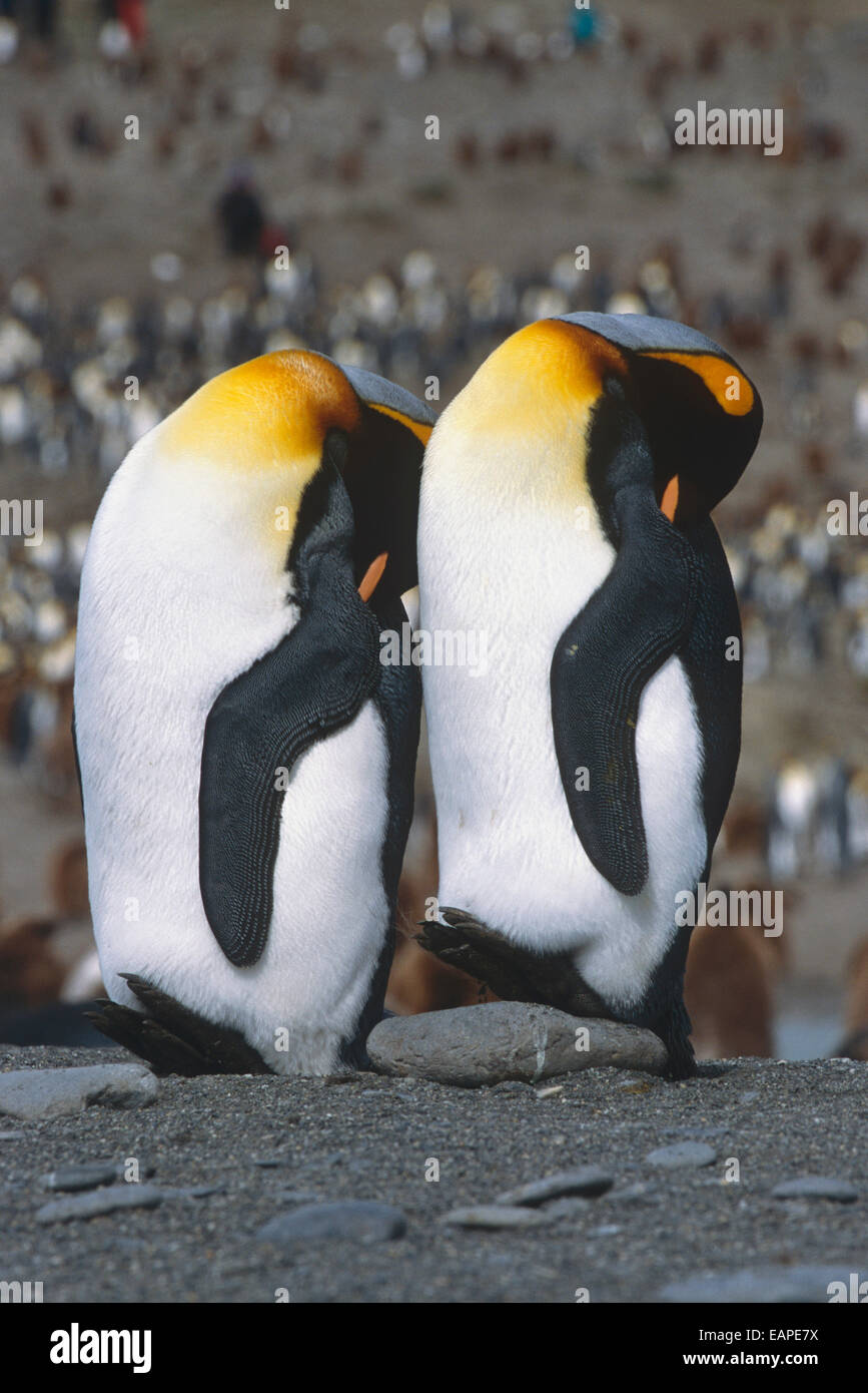 Pair Of King Penguins Sleeping Standing Up Next To Each Other South