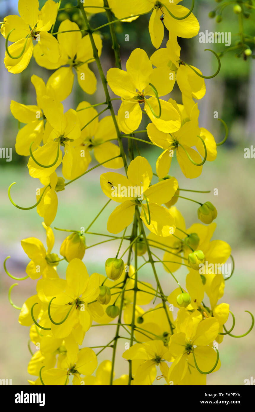 Purging Cassia or Ratchaphruek flowers ( Cassis fistula ) national flower of Thailand with bright yellow beauty Stock Photo