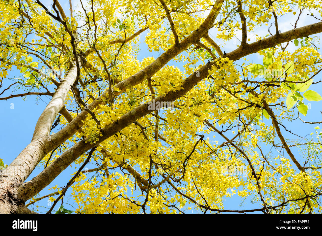 Beautiful yellow flowers on tree of Purging Cassia or Ratchaphruek ( Cassis fistula ) national flower in Thailand with bright ye Stock Photo