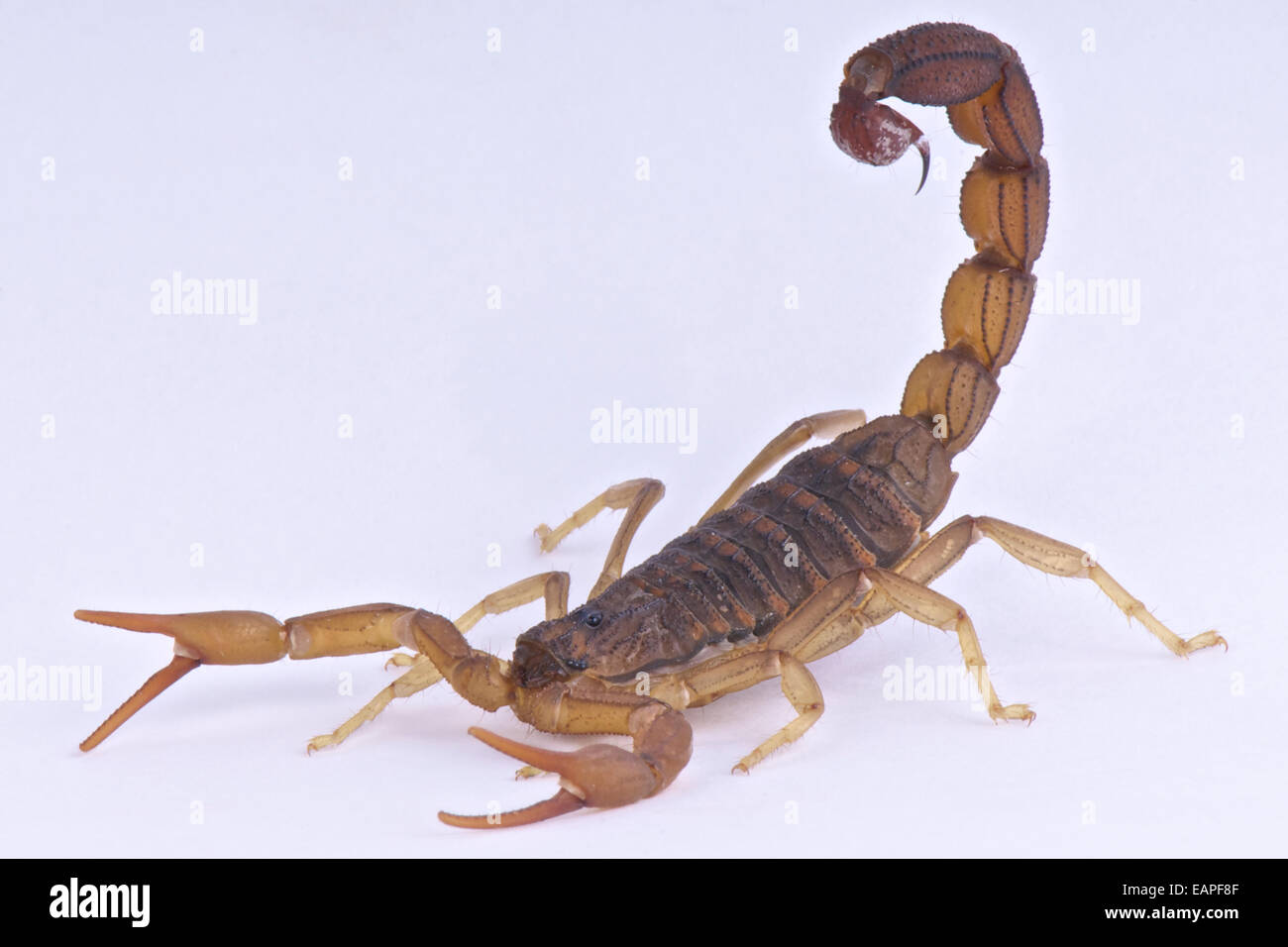 Scorpion Stock Photo