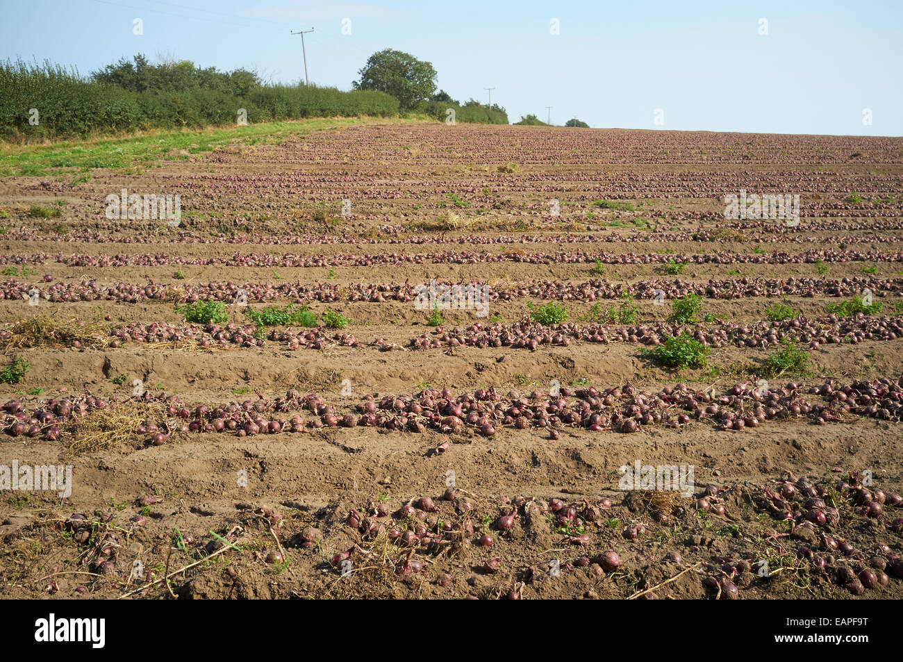 Red onion crop Stock Photo