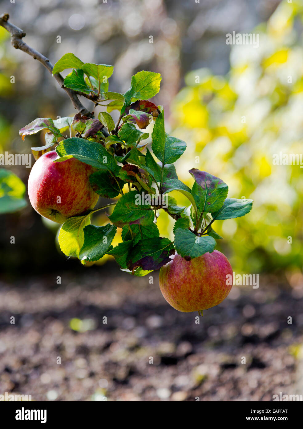 Detail of red apples growing on a tree in late summer Stock Photo - Alamy