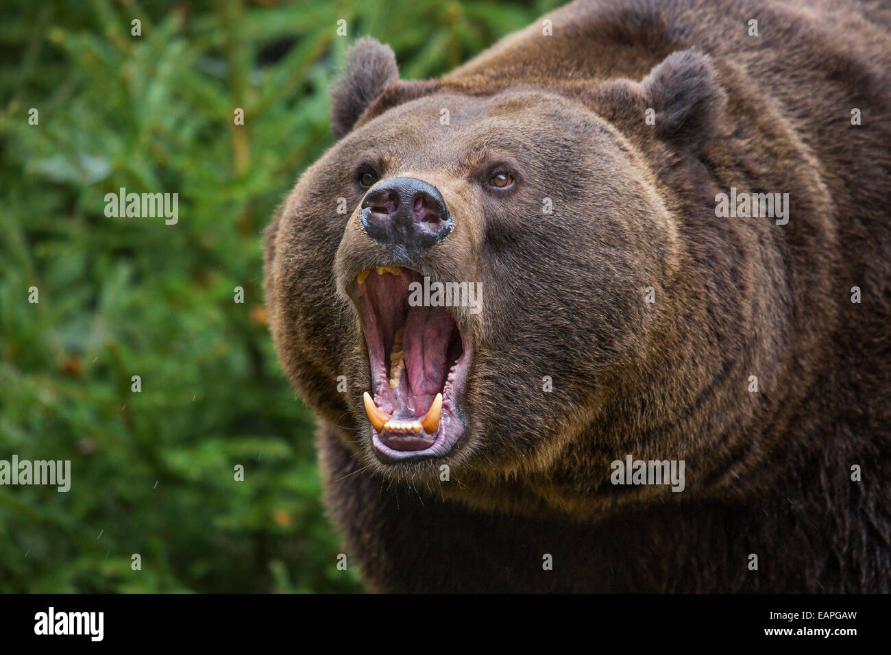 Close up of aggressive European brown bear (Ursus arctos arctos) growling in pine forest Stock Photo