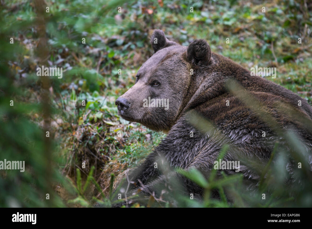 European brown bear (Ursus arctos arctos) lying in pine forest Stock Photo