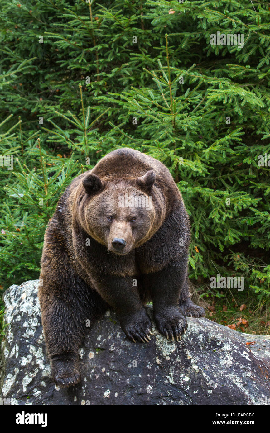 European brown bear (Ursus arctos arctos) sitting on rock in pine forest Stock Photo