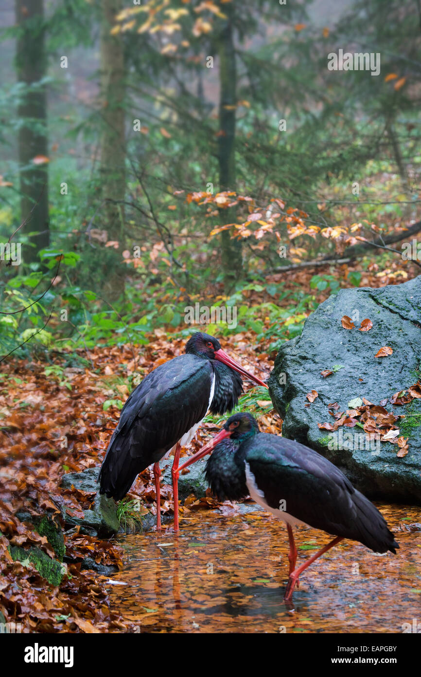 Two black storks (Ciconia nigra) foraging in pond in forest Stock Photo