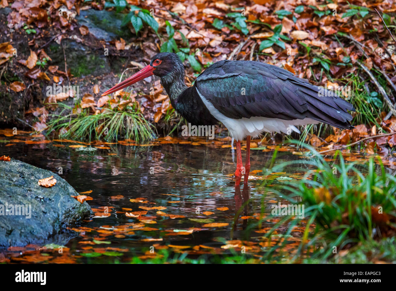 Black stork (Ciconia nigra) foraging in pond in autumn forest Stock Photo