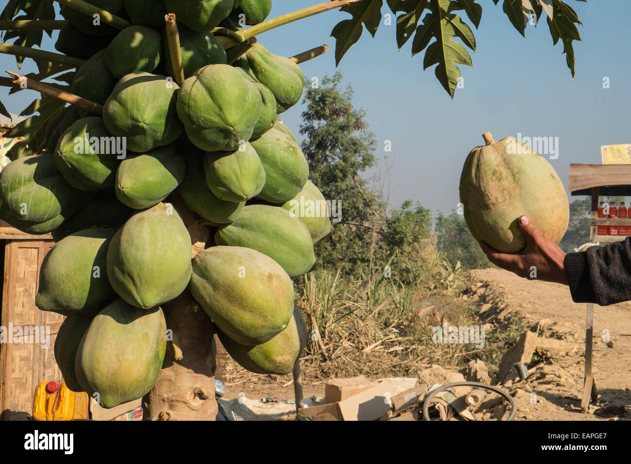 Fresh Papaya, growing at this remote road side stall road south