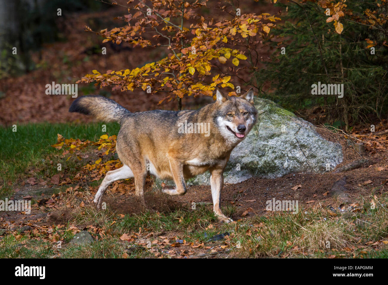 European grey wolf (Canis lupus) running in autumn forest Stock Photo