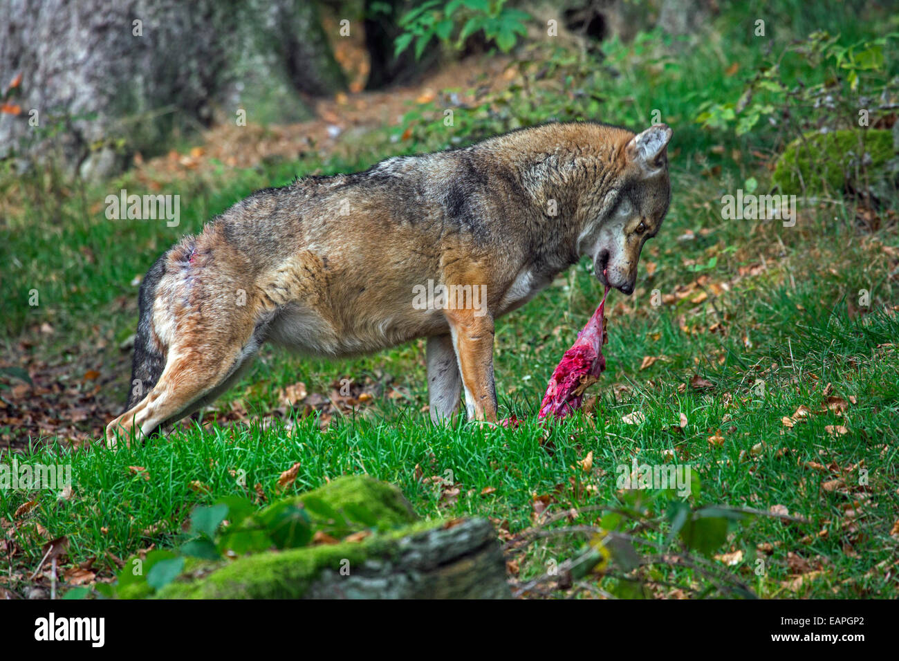European grey wolf (Canis lupus) eating meat in forest Stock Photo