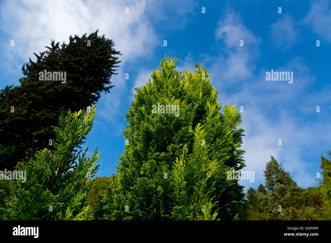 Leylandii or Leyland cypress or Cupressa leylandii, a fast growing coniferous evergreen tree with blue sky behind Stock Photo