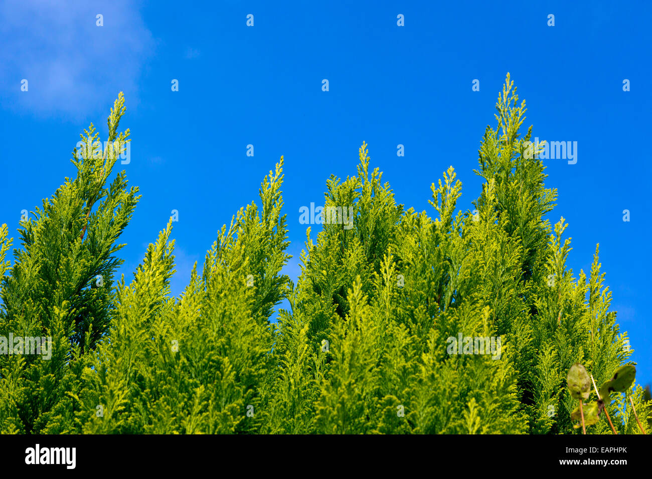 Leylandii or Leyland cypress or Cupressa leylandii, a fast growing coniferous evergreen tree with blue sky behind Stock Photo