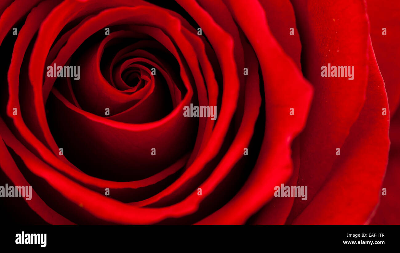 Cone Shape Red Roses detailed image of shapes of a red rose Stock Photo - Alamy