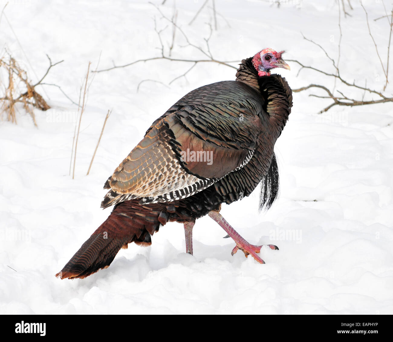 Male wild turkey standing in the snow. Stock Photo